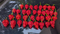 RB 003 - Pepper Seeds - White Hot Peppers